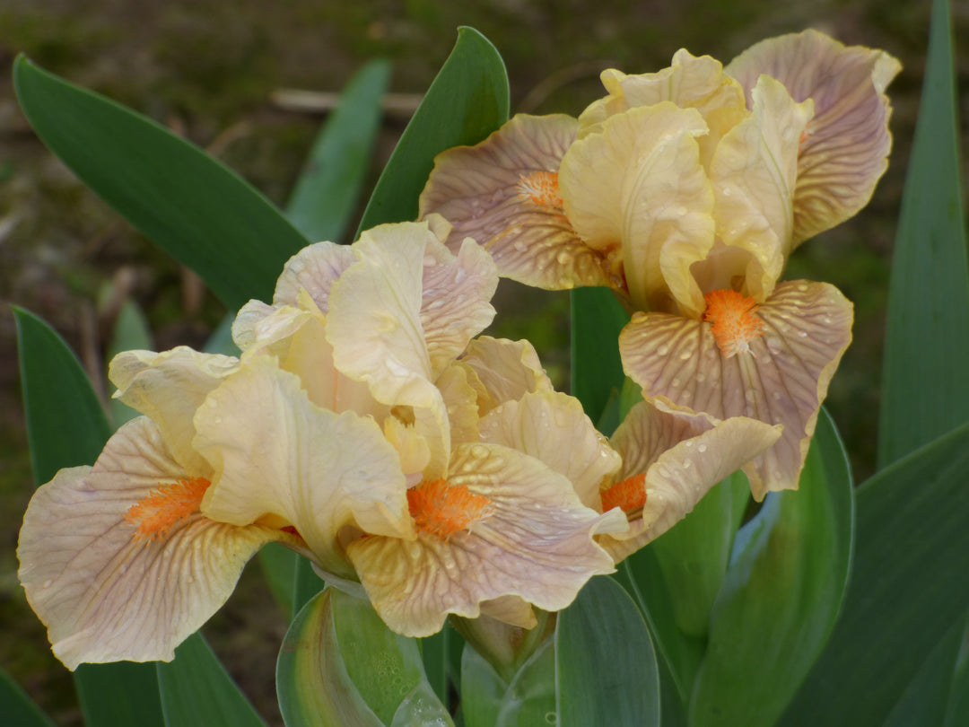 Keen | Standard Dwarf Bearded Iris – Schreiner's Gardens