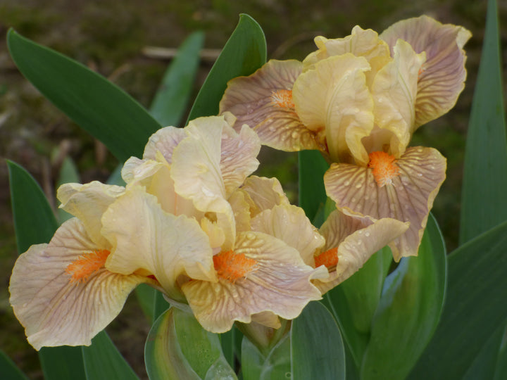 GALLERIA PIETRO BAZZANTI&FIGLIO フラワーベース Keen | Standard Dwarf Bearded Iris – Schreiner's Gardens