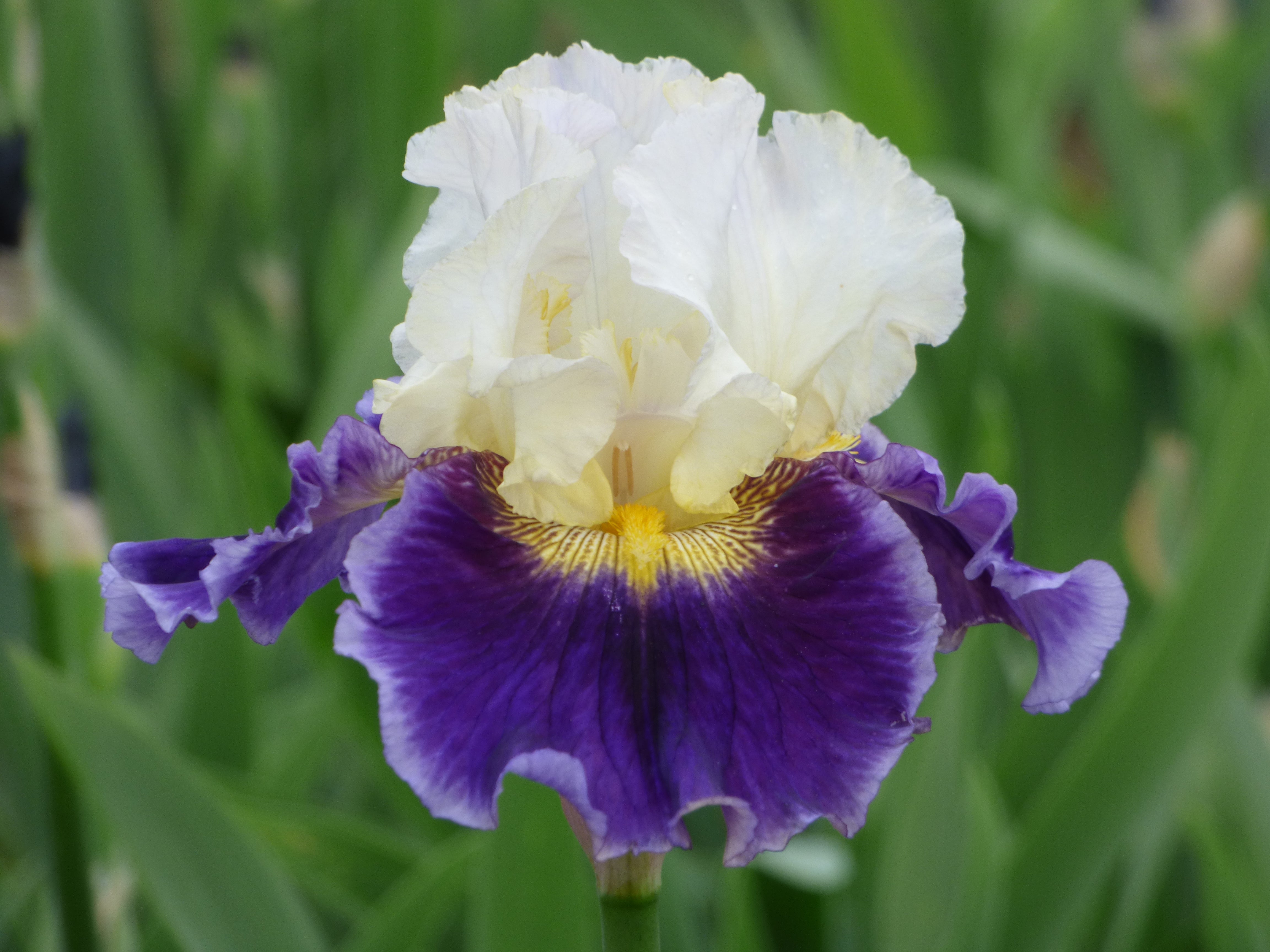 King's Gambit | Tall Bearded Iris – Schreiner's Gardens