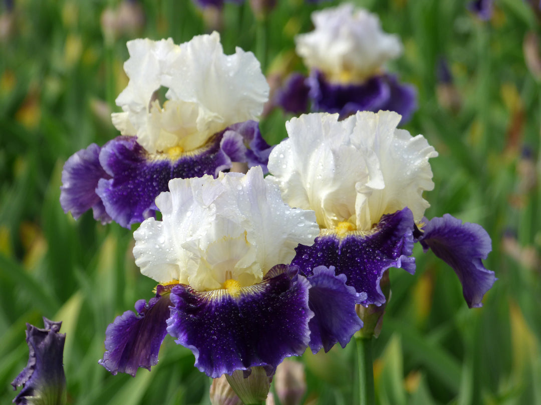 King's Gambit | Tall Bearded Iris – Schreiner's Gardens