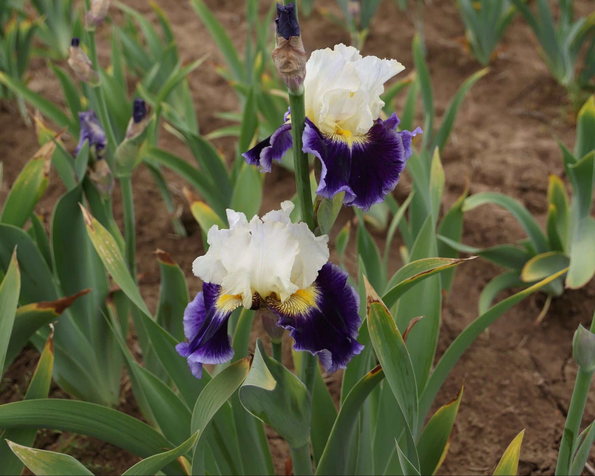 King's Gambit | Tall Bearded Iris – Schreiner's Gardens