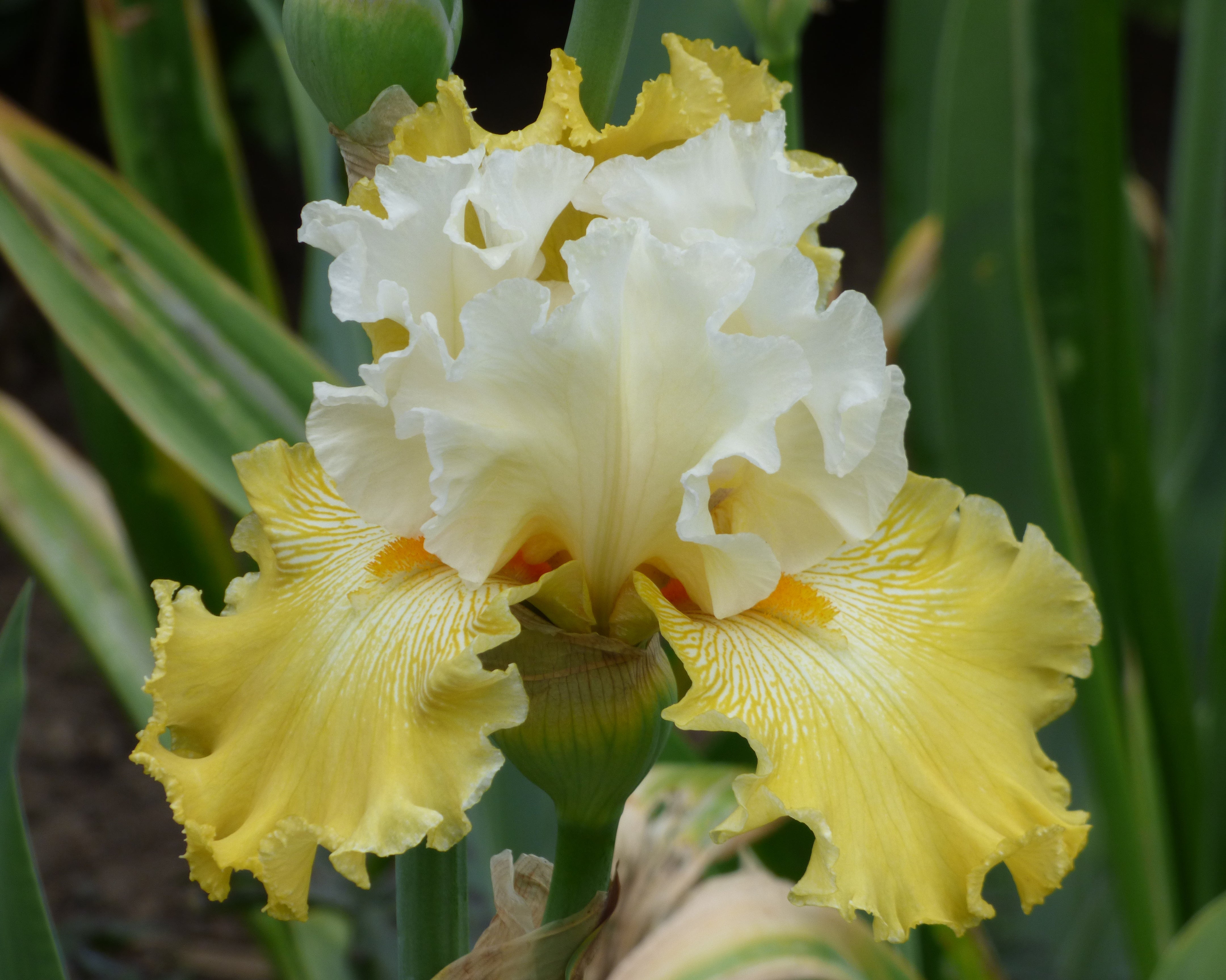 Kissed by the Sun | Tall Bearded Iris – Schreiner's Gardens