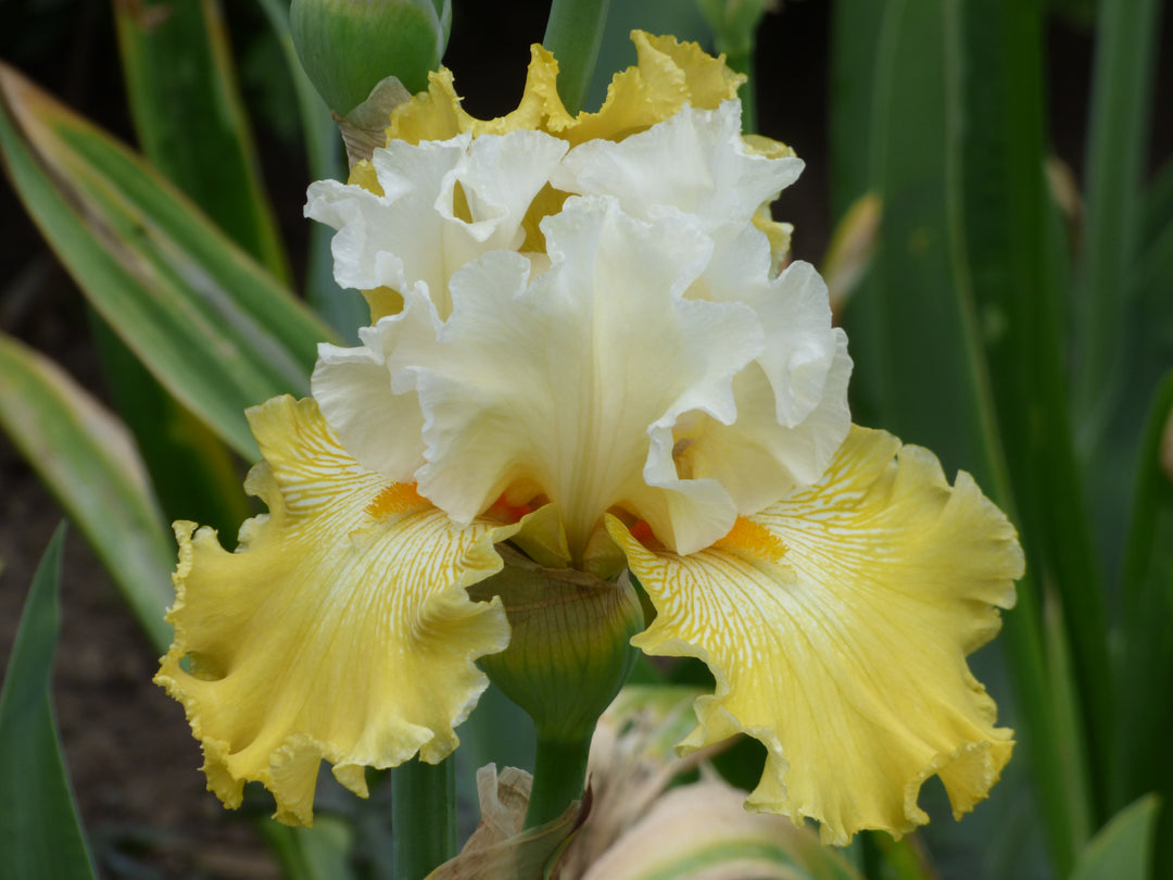 Kissed by the Sun | Tall Bearded Iris – Schreiner's Gardens