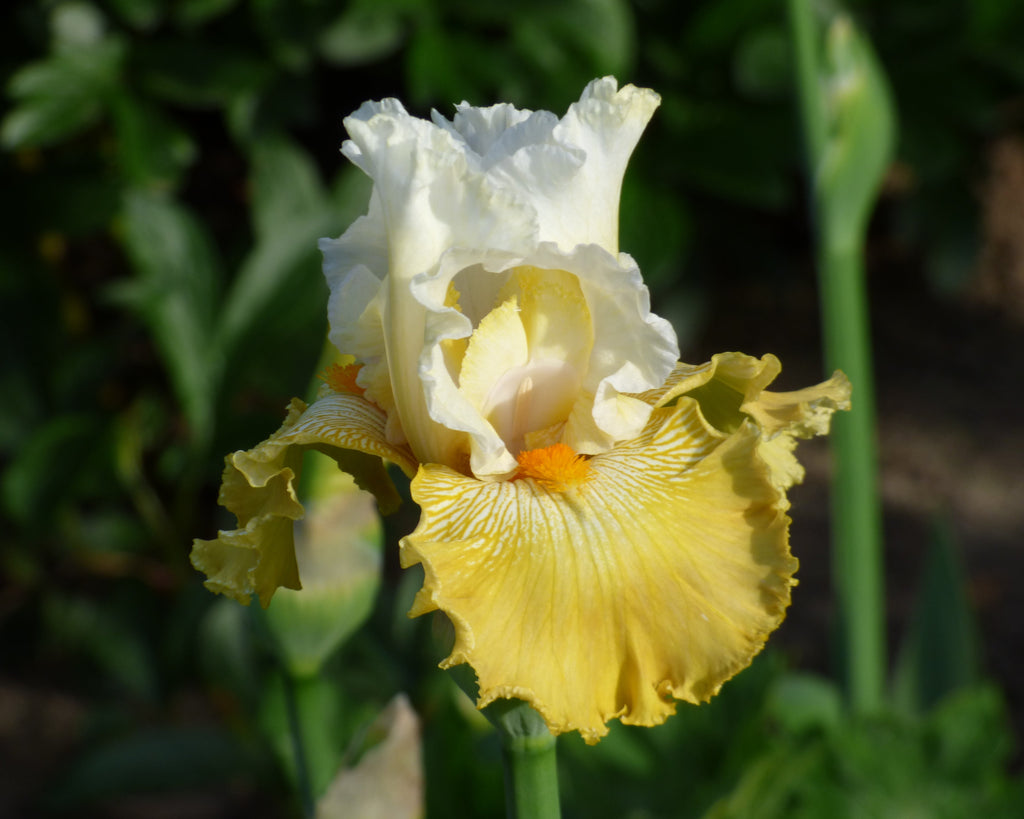 Kissed by the Sun | Tall Bearded Iris – Schreiner's Gardens