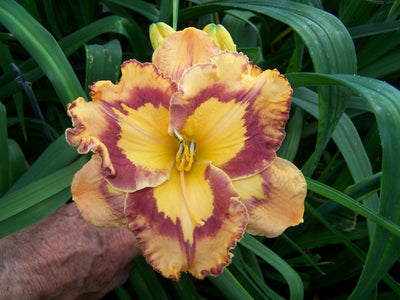 Corona Star (daylily)