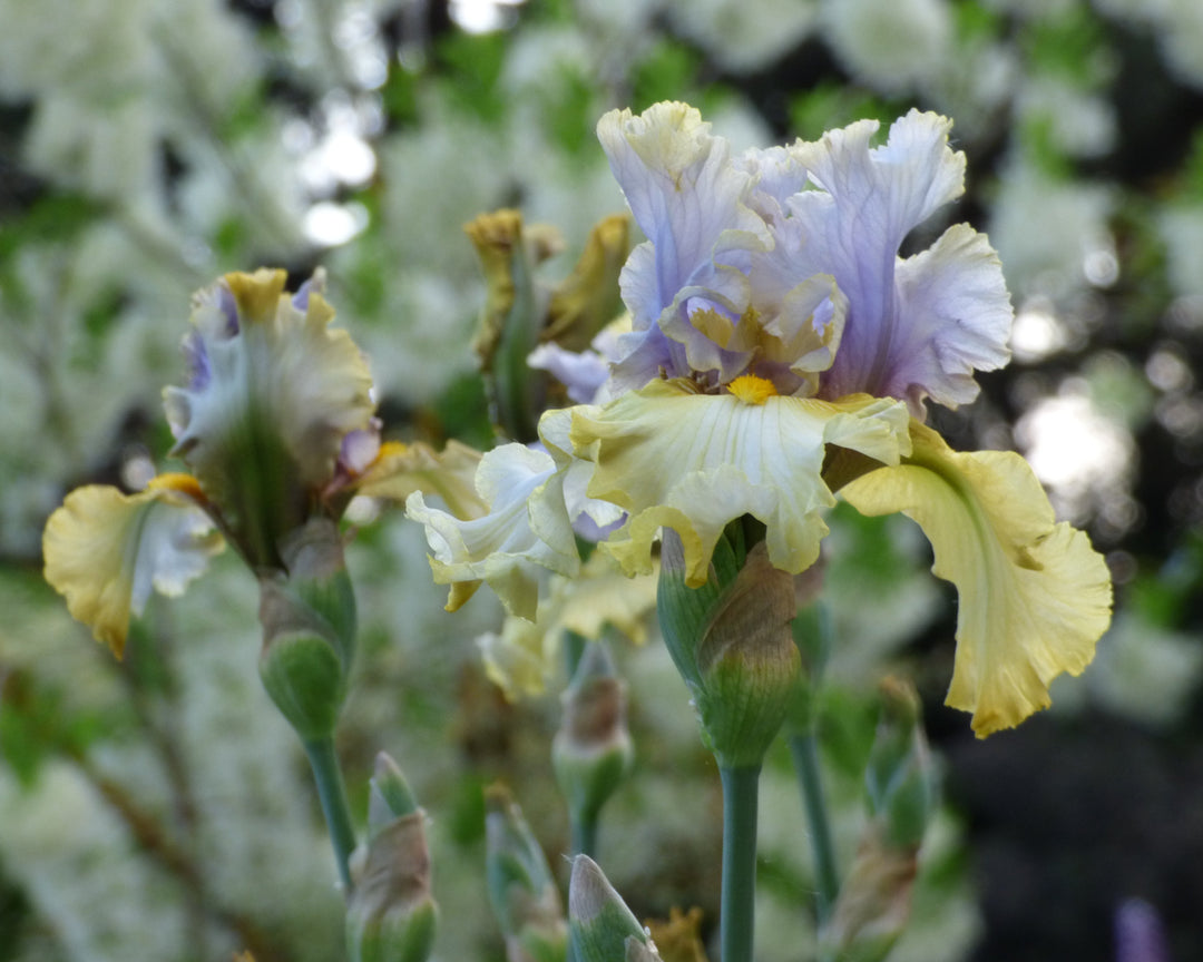 Let Evening Come | Tall Bearded Iris – Schreiner's Gardens
