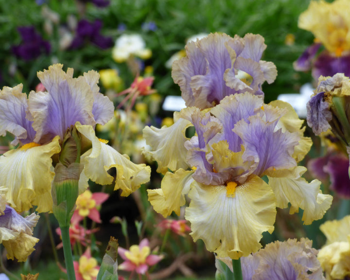 étincelle様　③オレンジ　緑　紫　おてて横 Let Evening Come | Tall Bearded Iris – Schreiner's Gardens