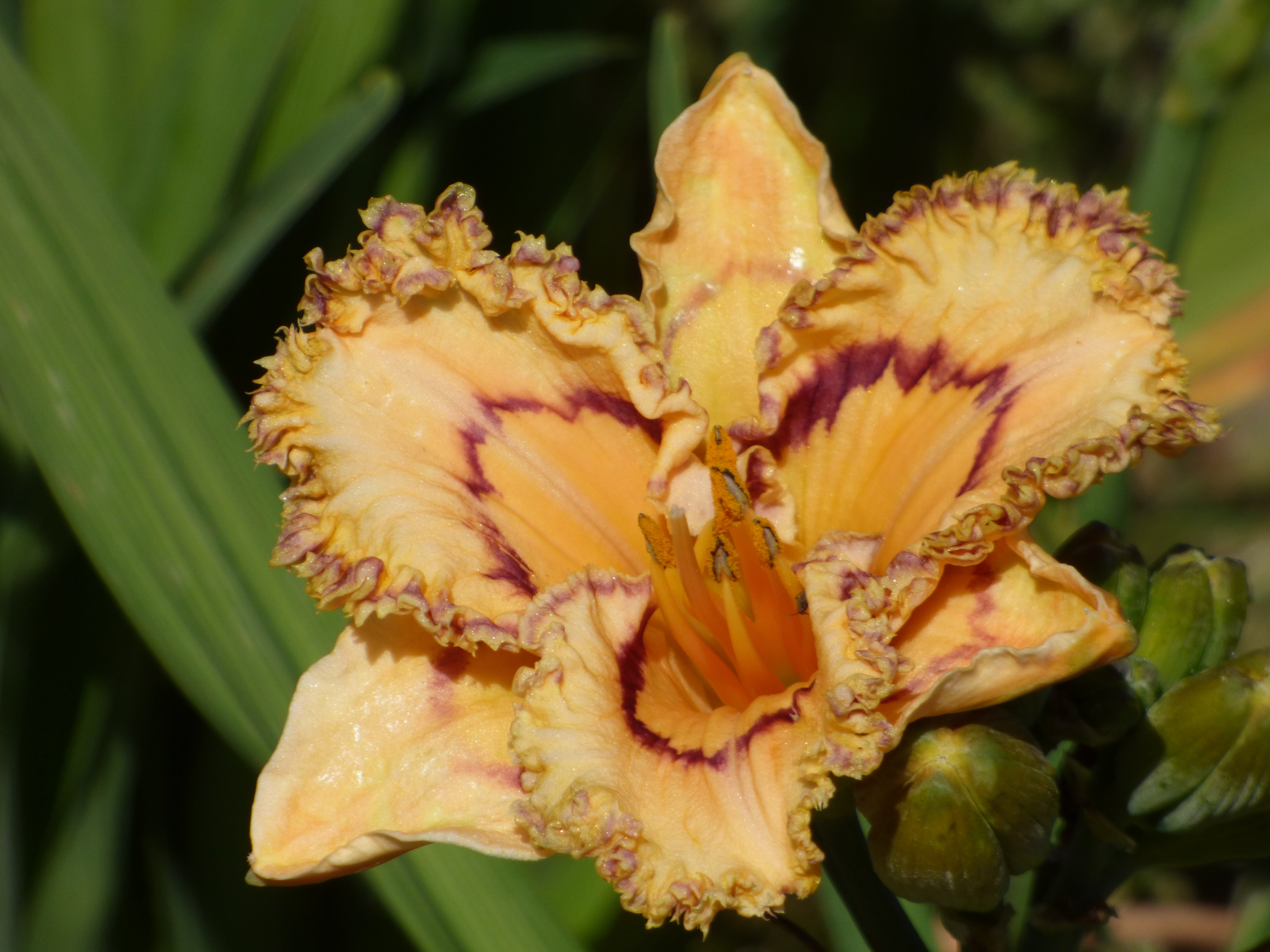 Lexicon | Maryott Daylilies – Schreiner's Gardens