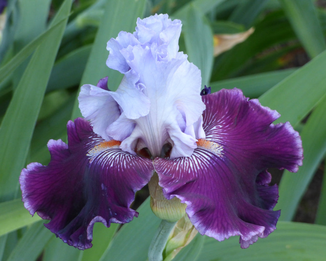 Lone Wolf | Tall Bearded Iris – Schreiner's Gardens