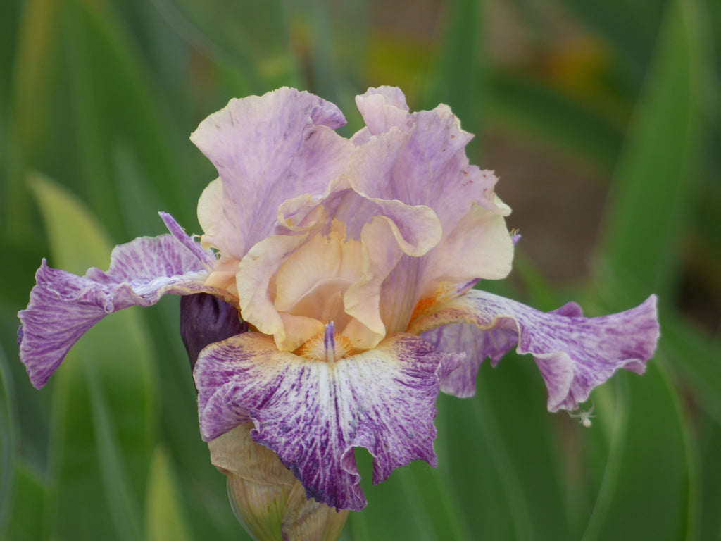 Luminager – Schreiner's Gardens
