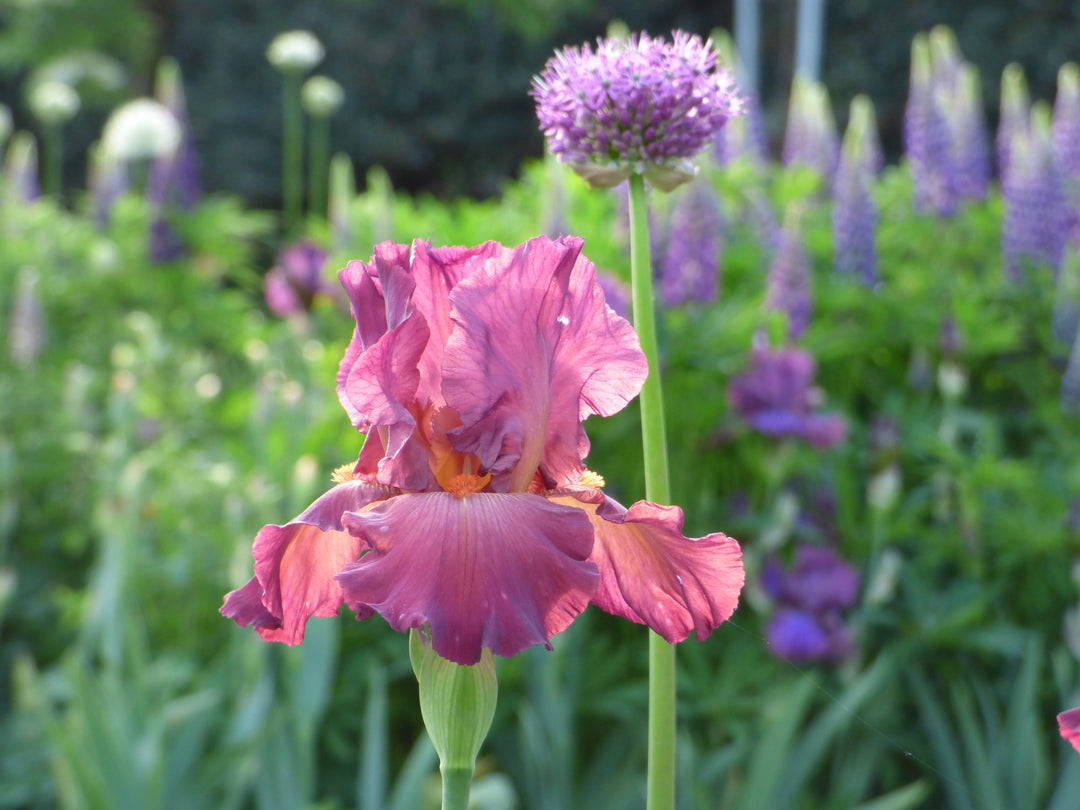 Lady Friend | Tall Bearded Iris – Schreiner's Gardens