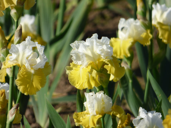 Lemon Cloud | Tall Bearded Iris – Schreiner's Gardens