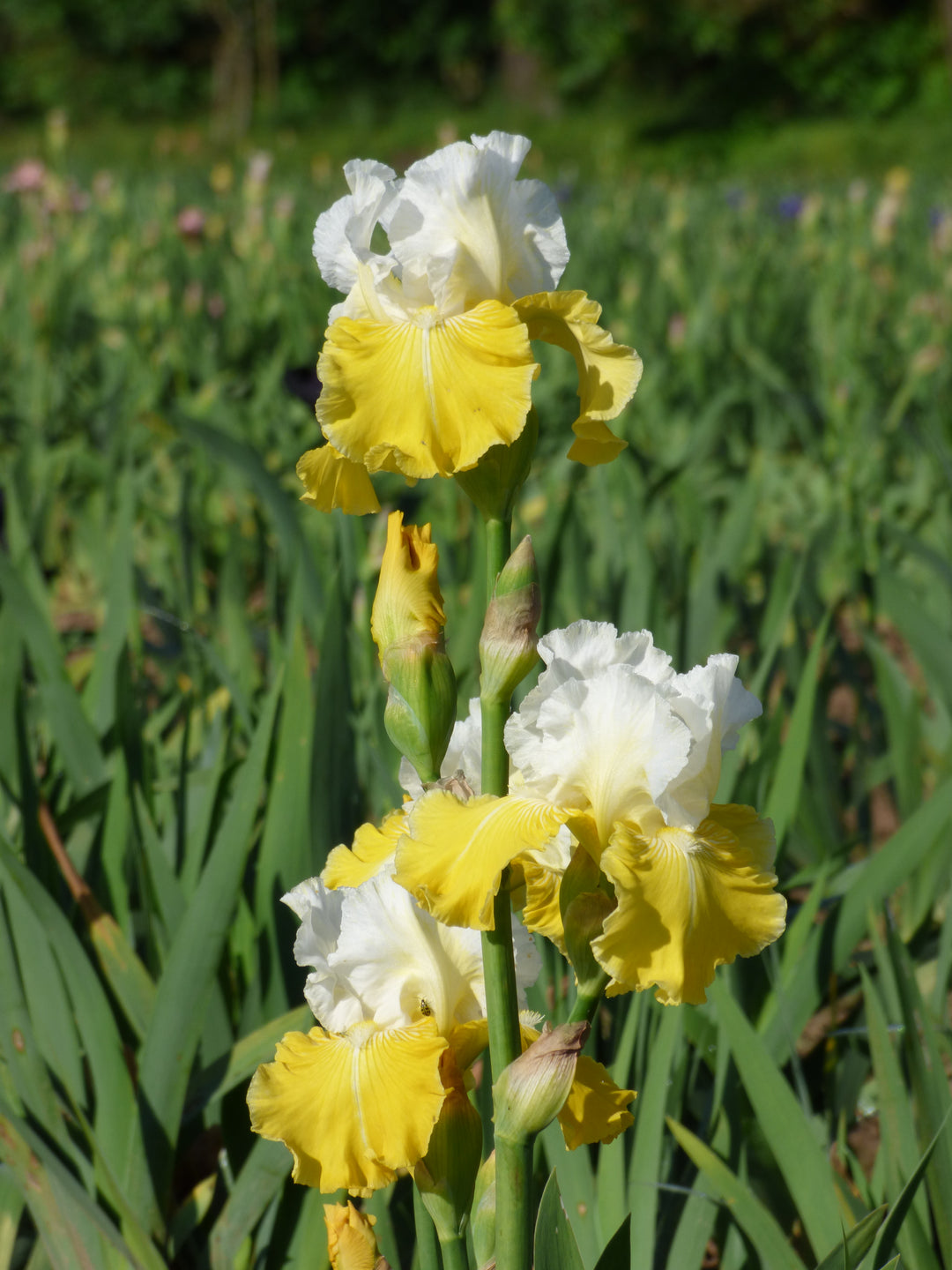 Lemon Cloud | Tall Bearded Iris – Schreiner's Gardens