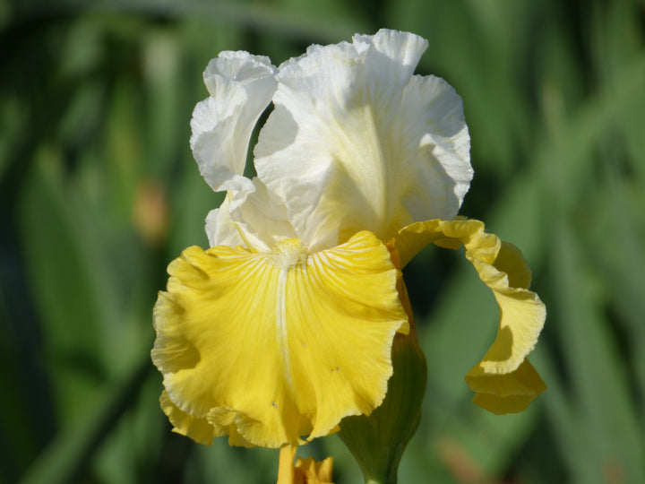 Lemon Cloud | Tall Bearded Iris – Schreiner's Gardens