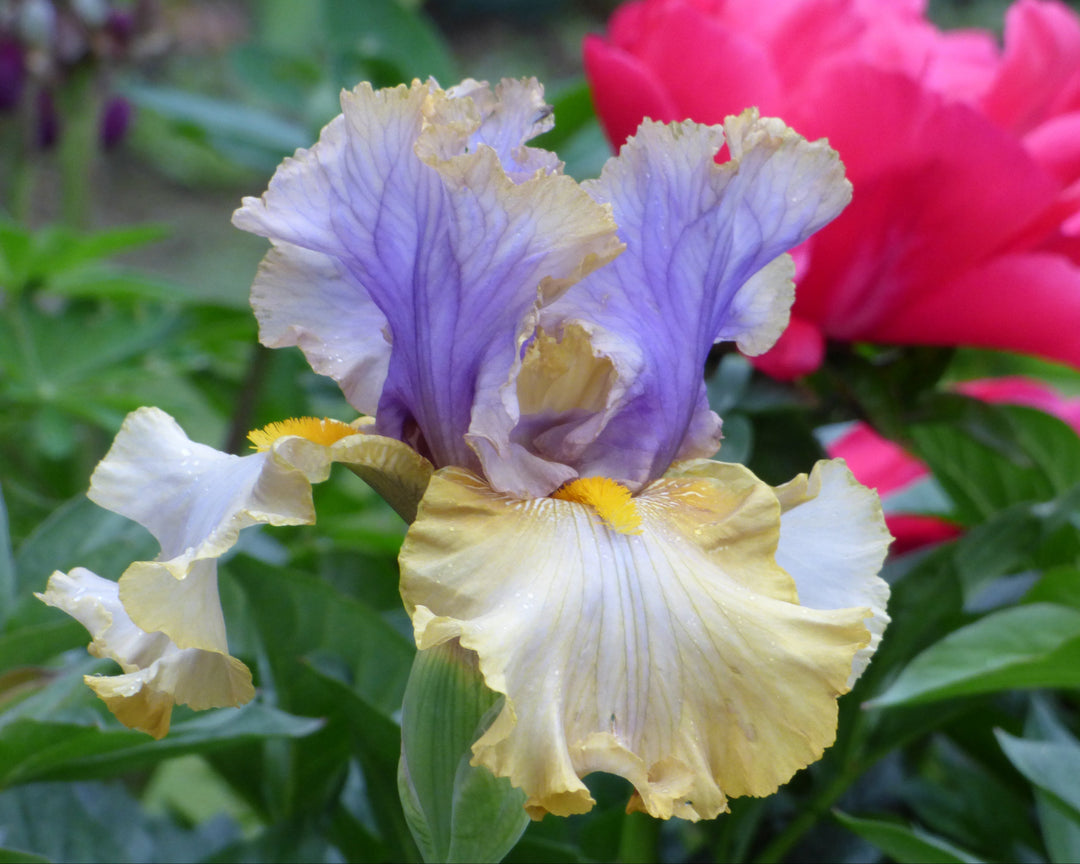 Let Evening Come | Tall Bearded Iris – Schreiner's Gardens