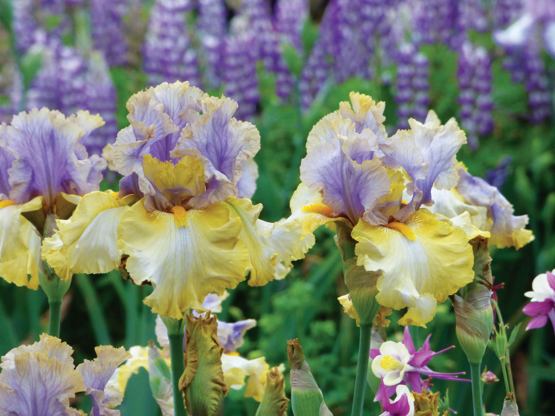 Let_Evening_Come_1080x.jpg?v=