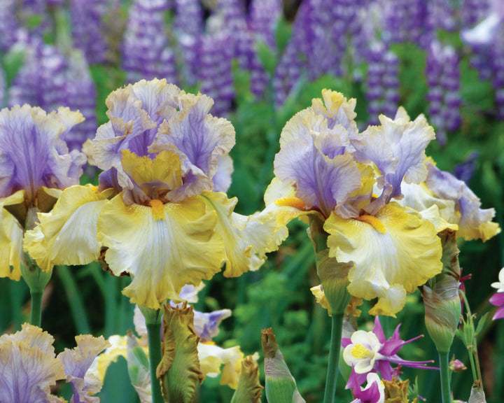 Let Evening Come | Tall Bearded Iris – Schreiner's Gardens