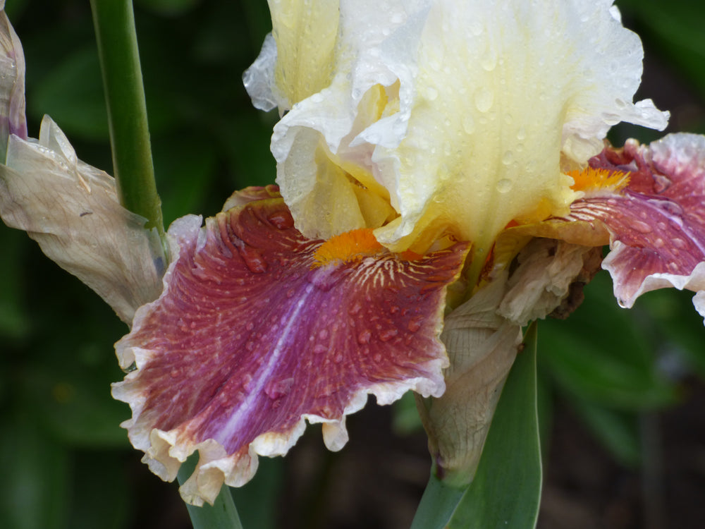 Bearded Iris | Bearded Iris – Page 12 – Schreiner's Gardens
