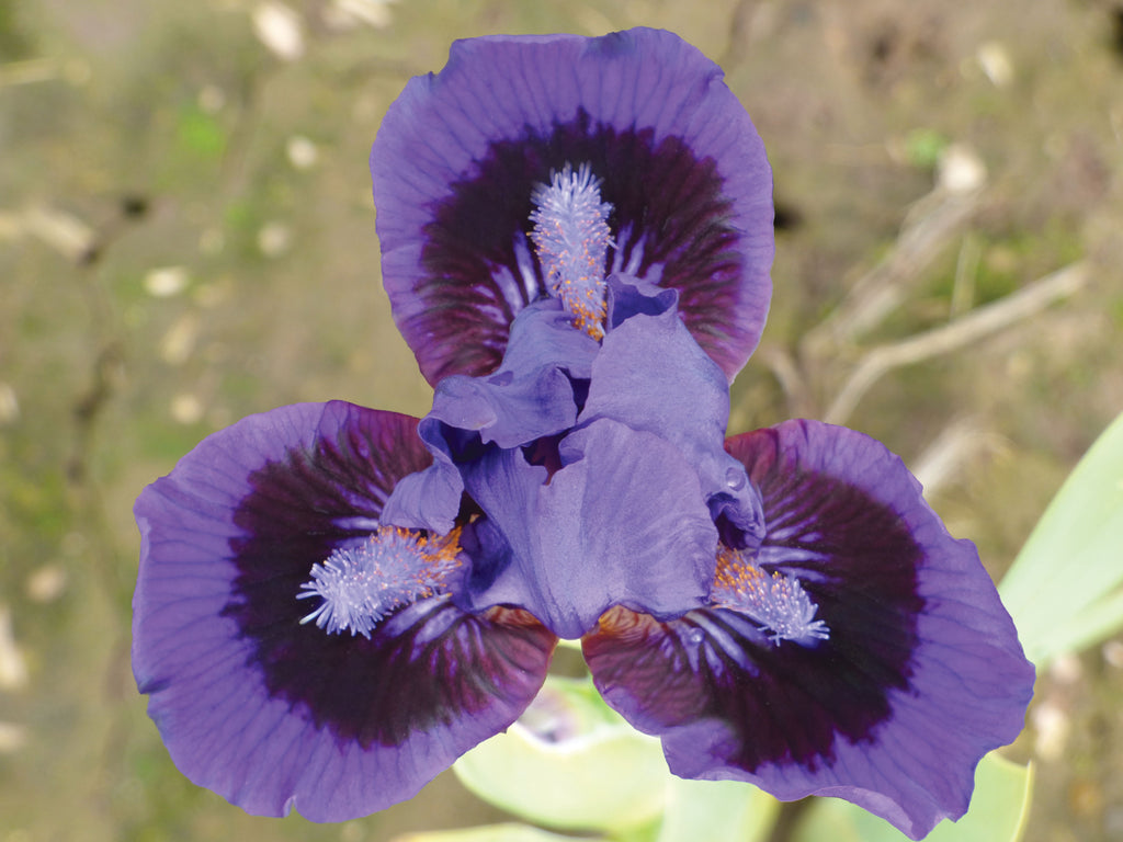 Schreiner's Gardens Inkpot