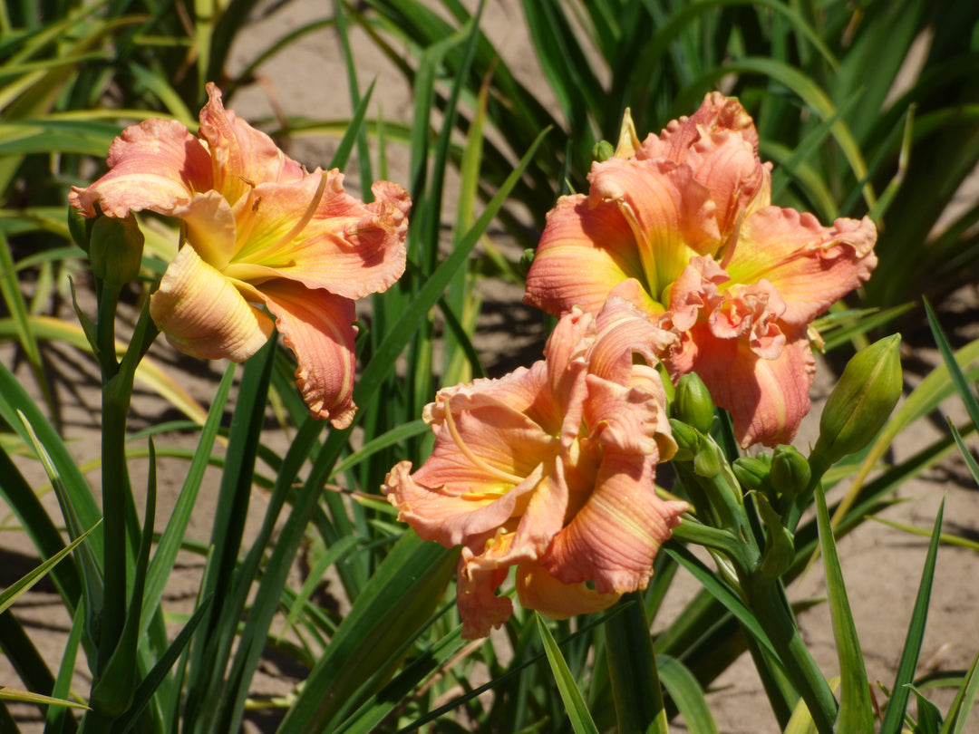 Lilylands Melon Sorbet | Spring Daylily Catalog – Schreiner's Gardens