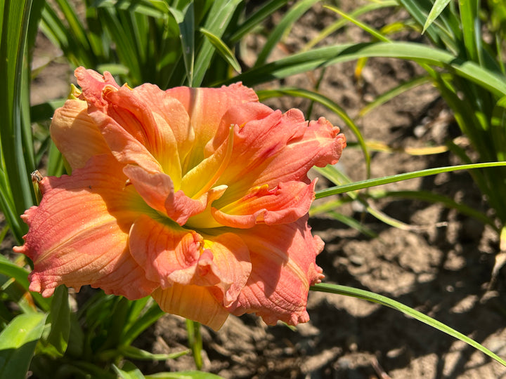 Lilylands Melon Sorbet | Spring Daylily Catalog – Schreiner's Gardens