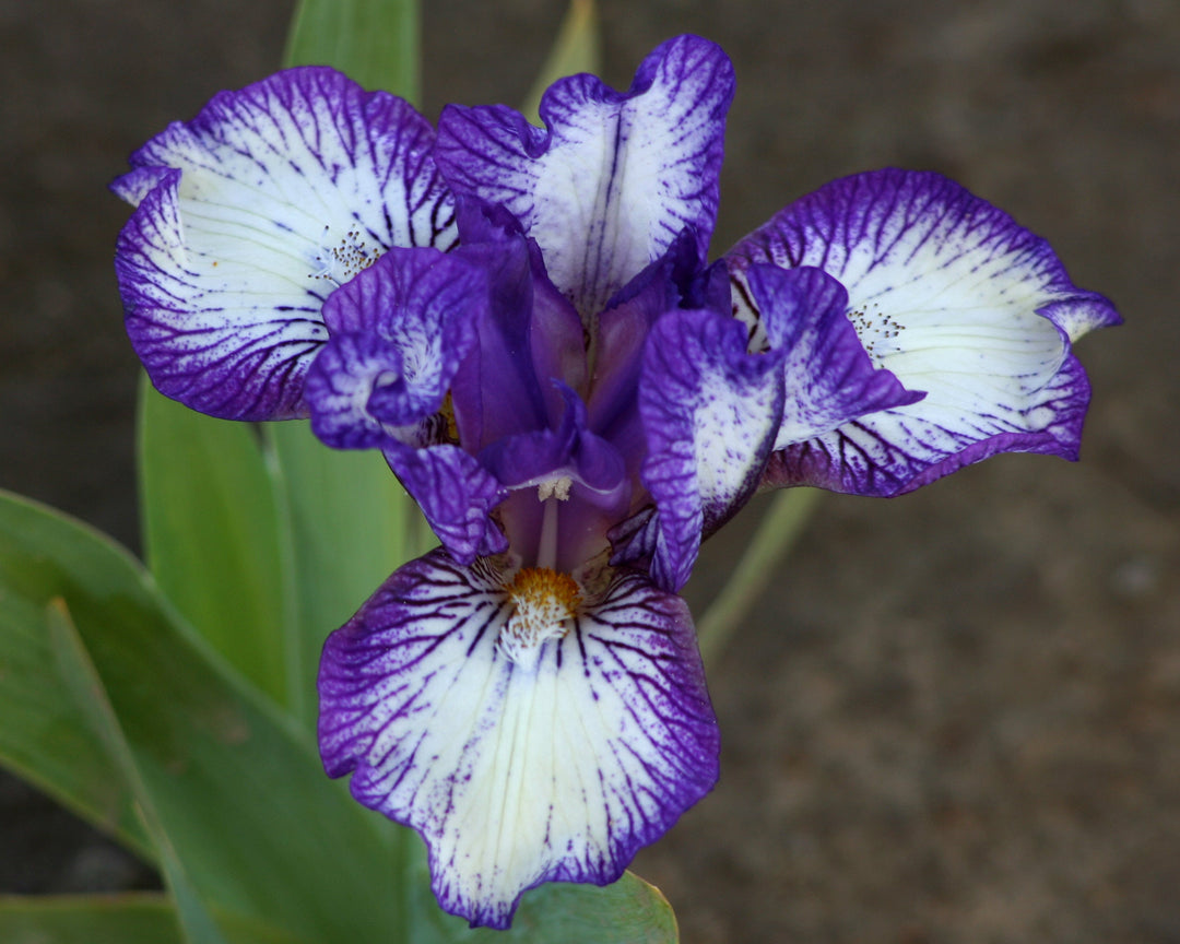 Little Horned Frog | Dwarf Bearded Iris – Schreiner's Gardens