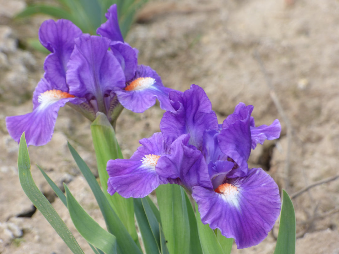 Little Legacy | Standard Dwarf Bearded Iris – Schreiner's Gardens