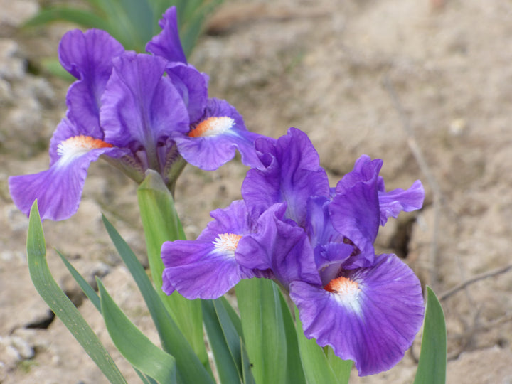 Little Legacy | Standard Dwarf Bearded Iris – Schreiner's Gardens