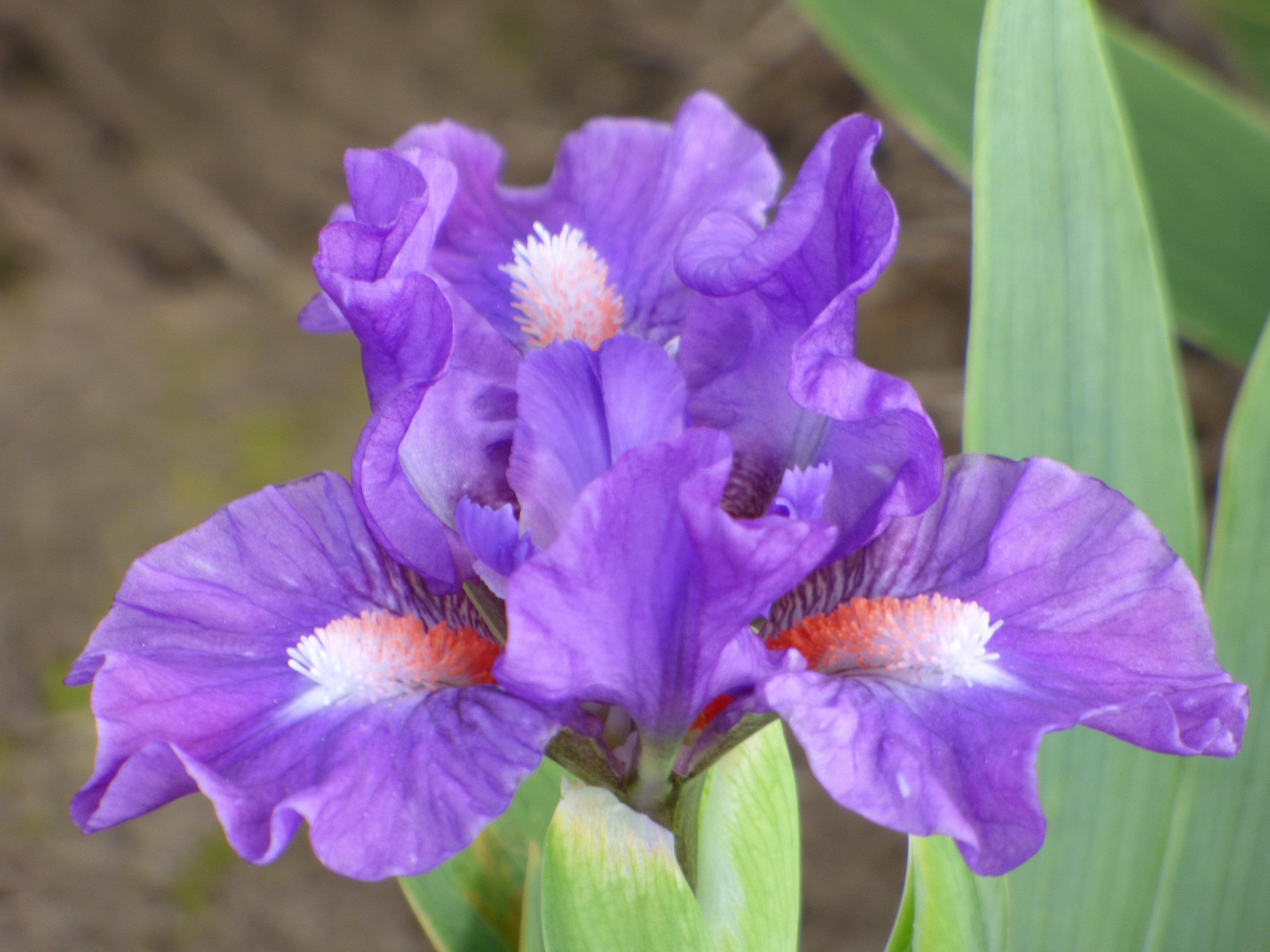 Little Legacy | Standard Dwarf Bearded Iris – Schreiner's Gardens