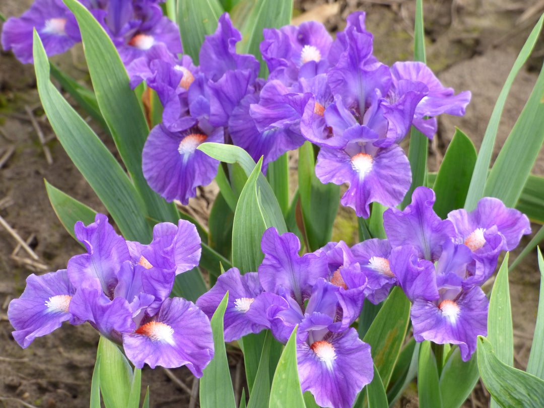 Little Legacy | Standard Dwarf Bearded Iris – Schreiner's Gardens