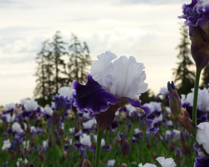 Local Ocean – Schreiner's Gardens