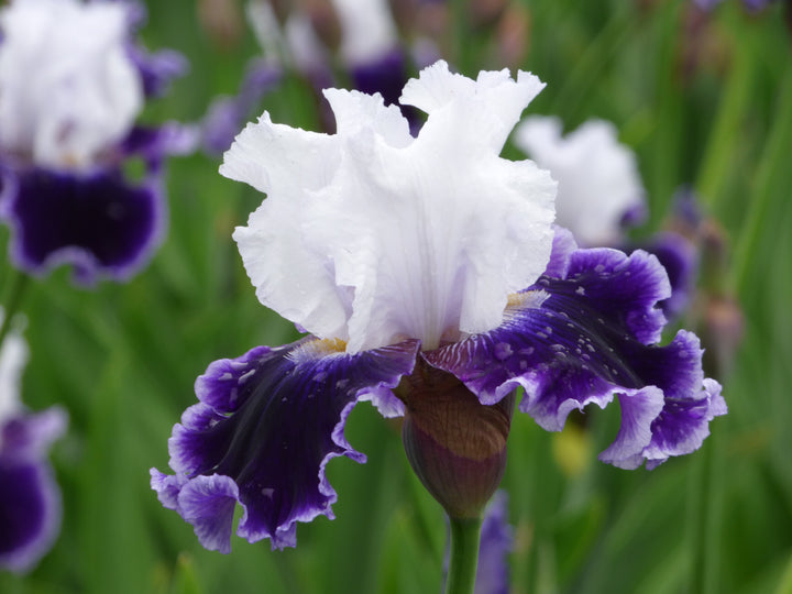 Local Ocean – Schreiner's Gardens