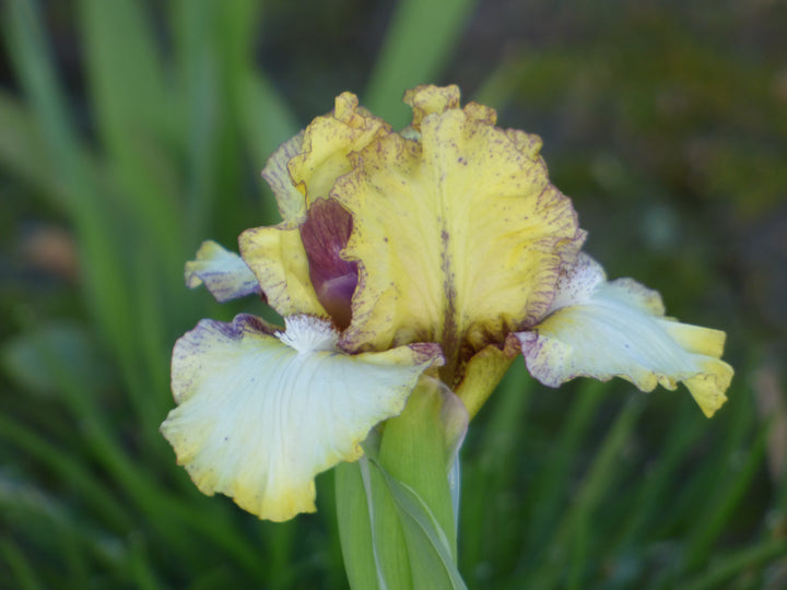 Look Inside | Dwarf Bearded Iris – Schreiner's Gardens