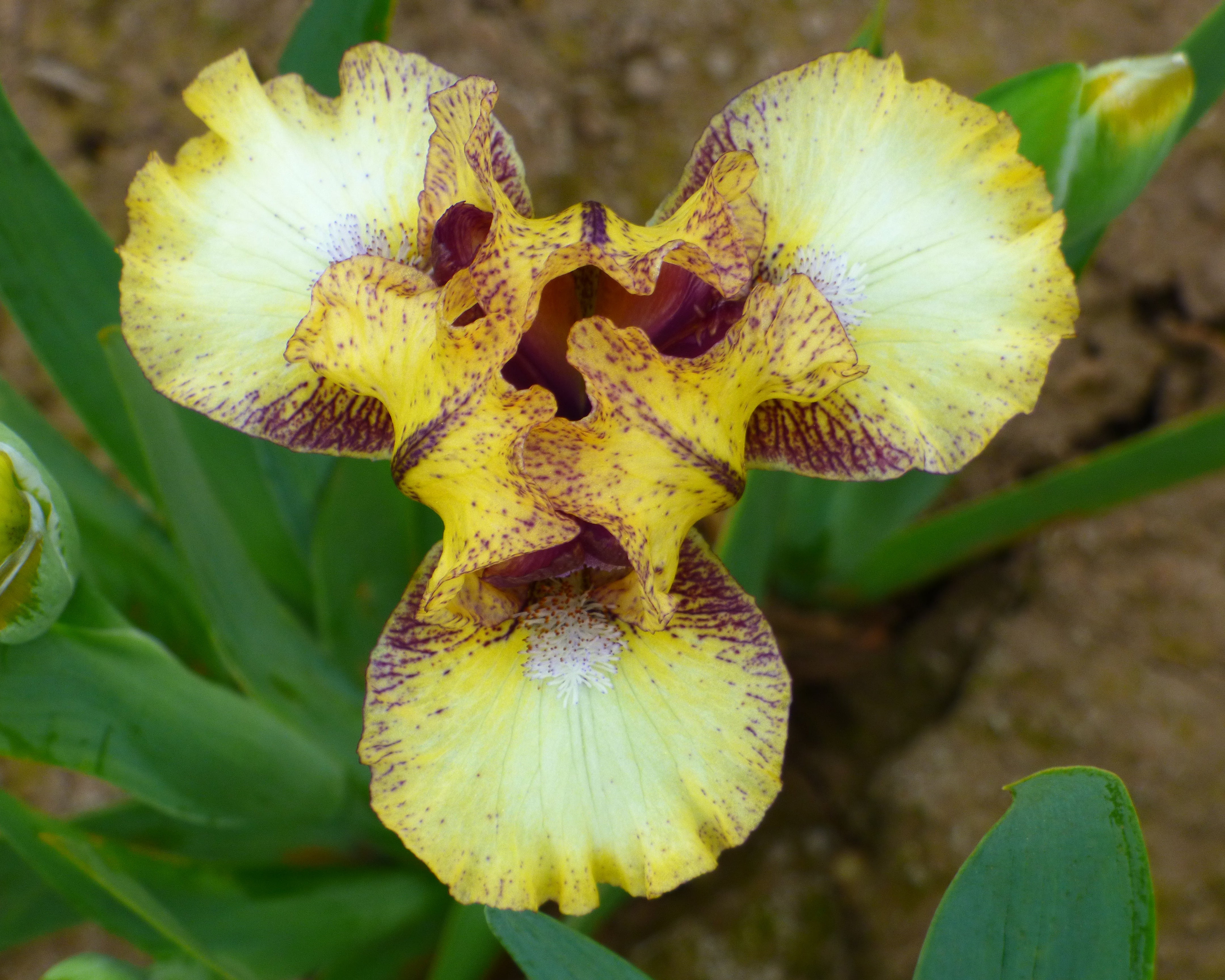 Look Inside | Dwarf Bearded Iris – Schreiner's Gardens