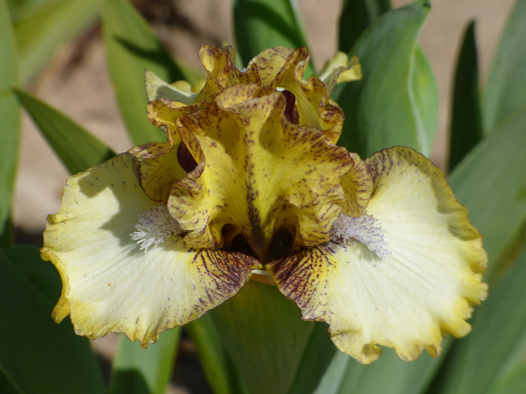 Look Inside | Dwarf Bearded Iris – Schreiner's Gardens