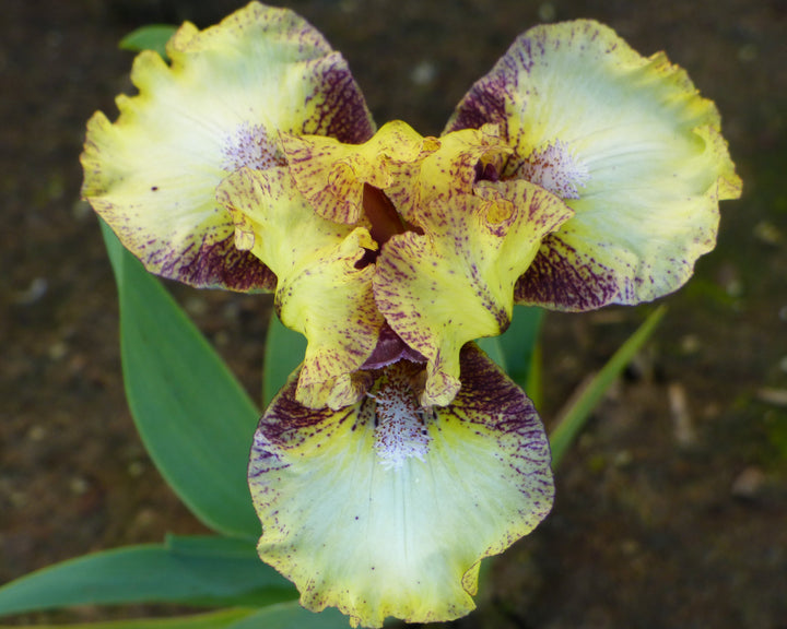 Look Inside | Dwarf Bearded Iris – Schreiner's Gardens