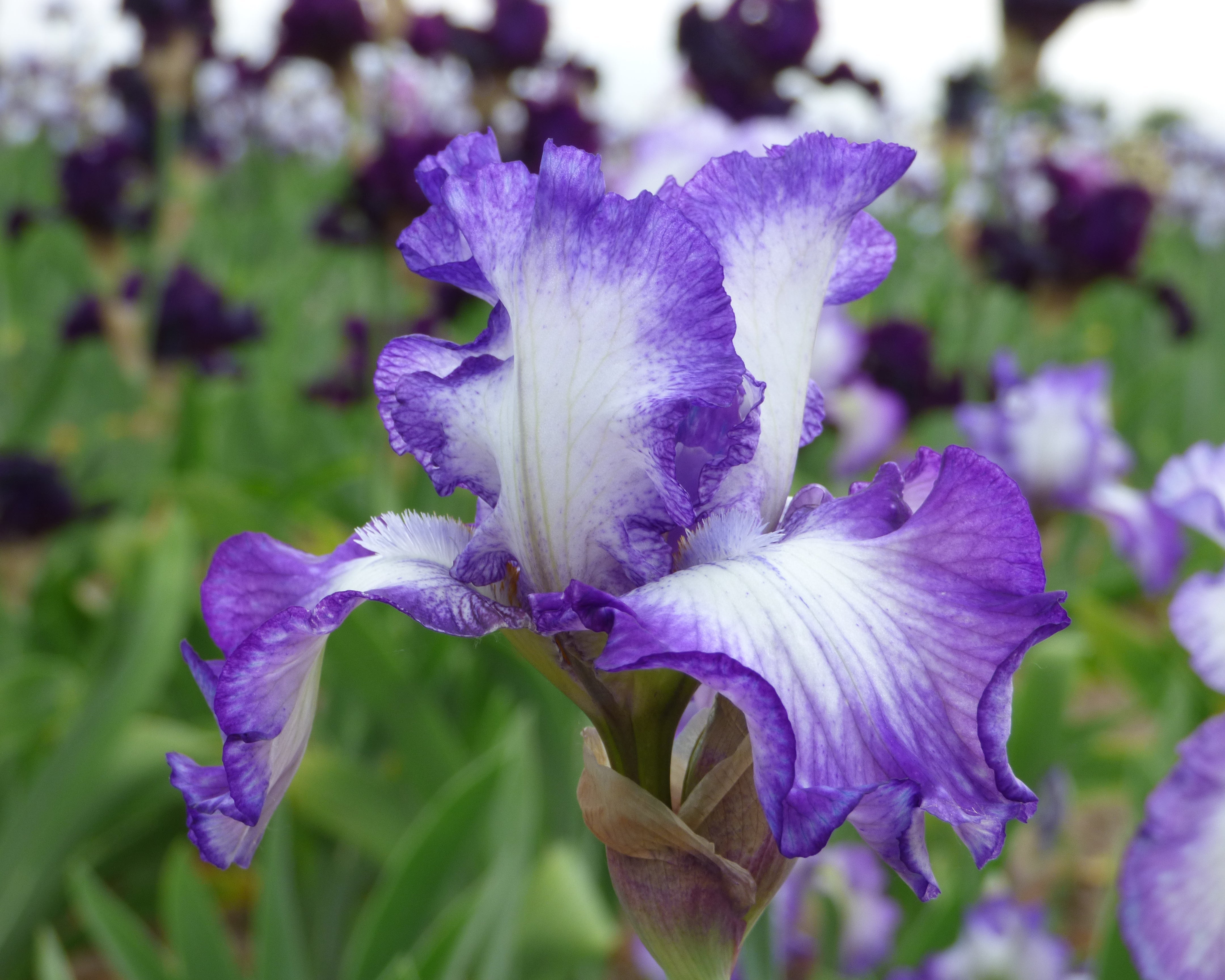 Lovely Cruise – Schreiner's Gardens
