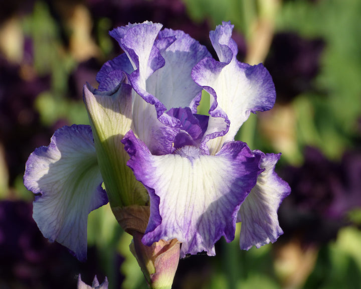 Lovely Cruise – Schreiner's Gardens