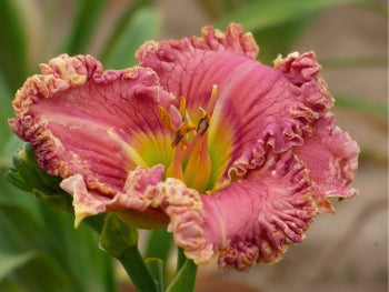 Lover's Kiss|Maryott Daylilies – Schreiner's Gardens