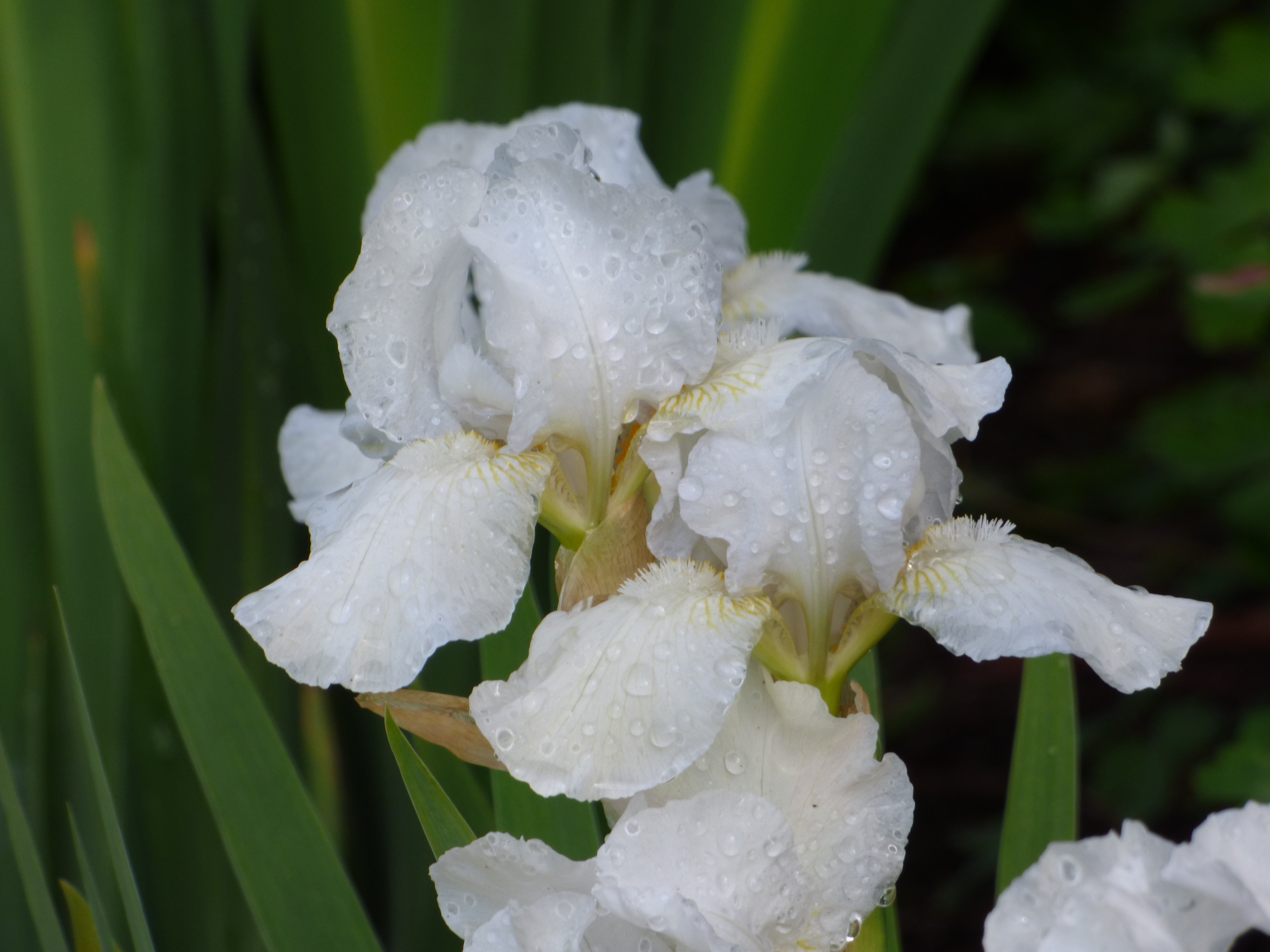 Low Ho Silver | Intermediate Bearded Iris – Schreiner's Gardens