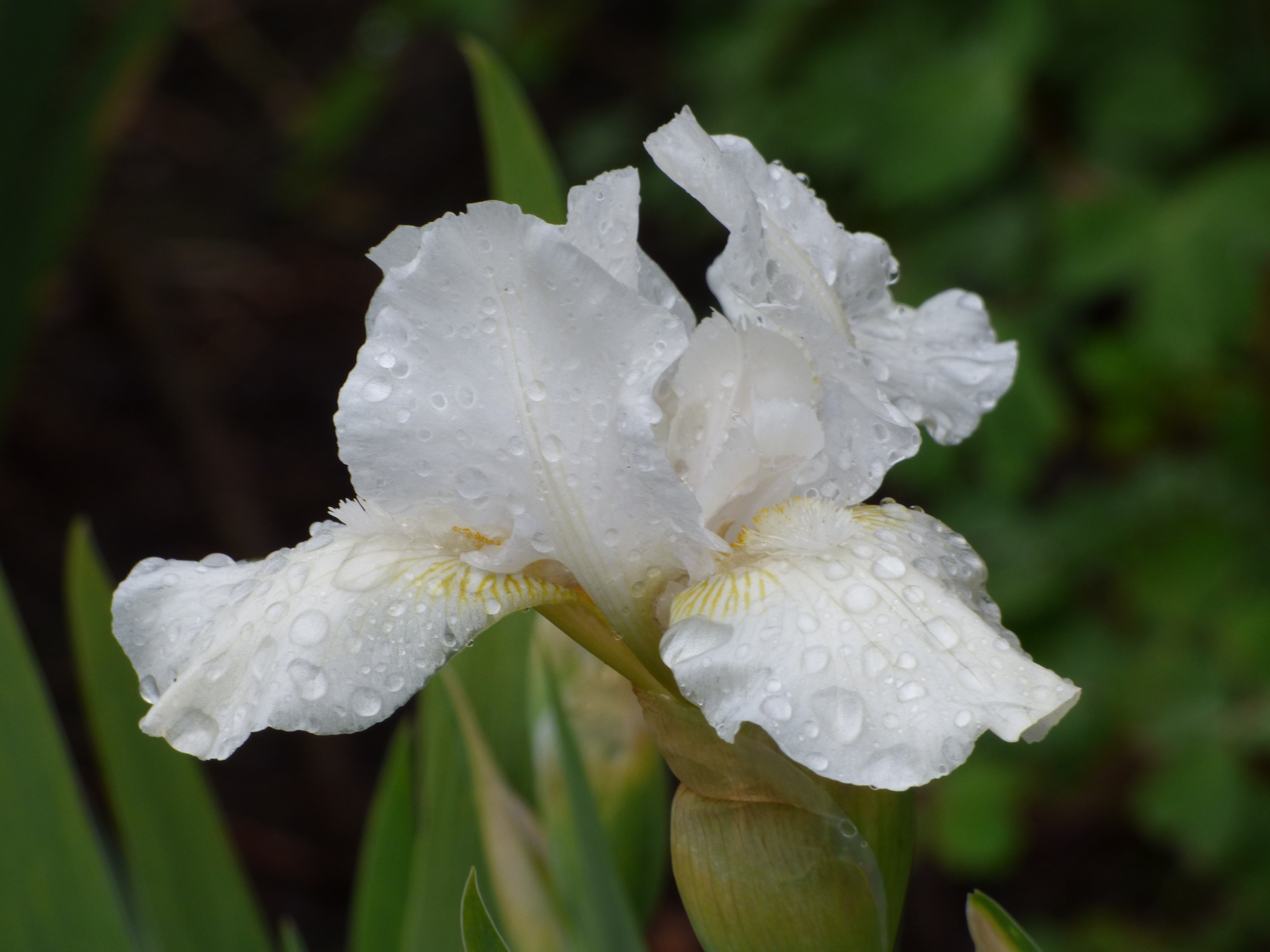 Low Ho Silver | Intermediate Bearded Iris – Schreiner's Gardens