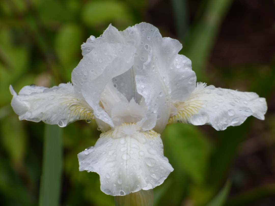 白梟/2 Low Ho Silver | Intermediate Bearded Iris – Schreiner's Gardens