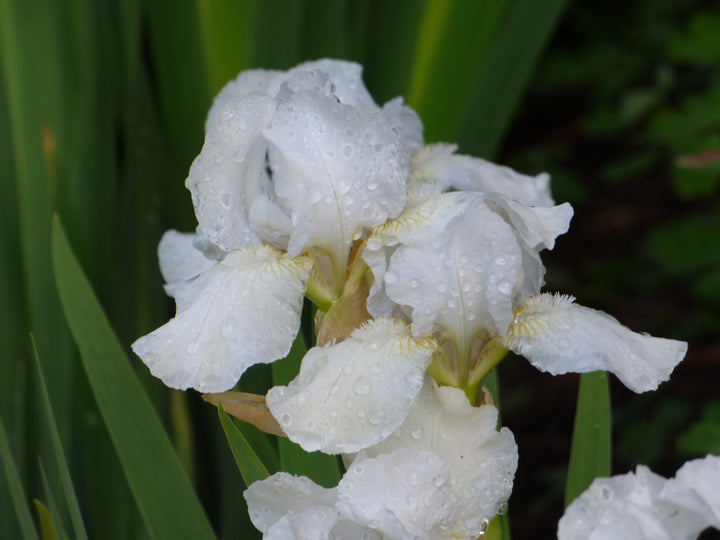 Low Ho Silver | Intermediate Bearded Iris – Schreiner's Gardens
