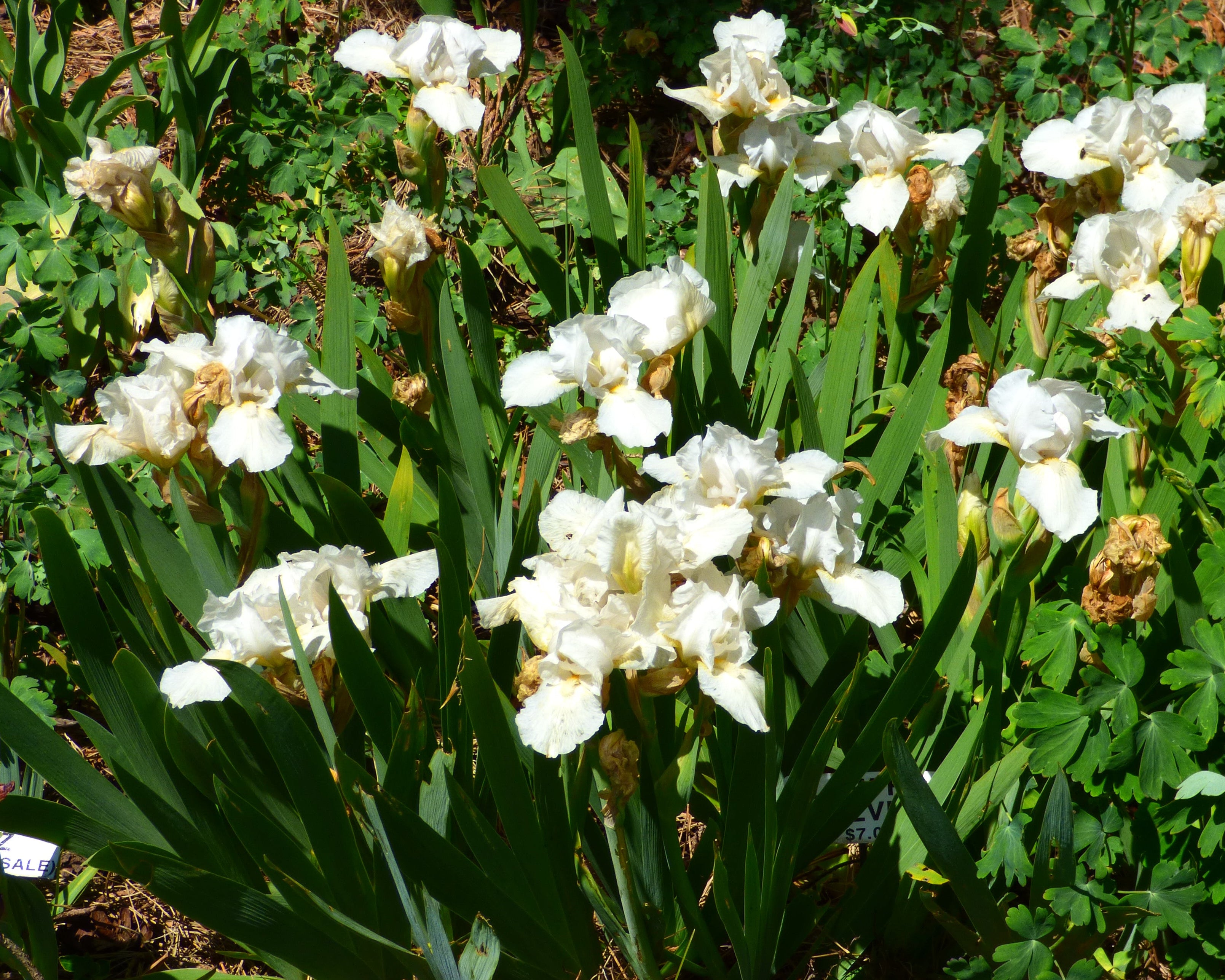 Low Ho Silver | Intermediate Bearded Iris – Schreiner's Gardens