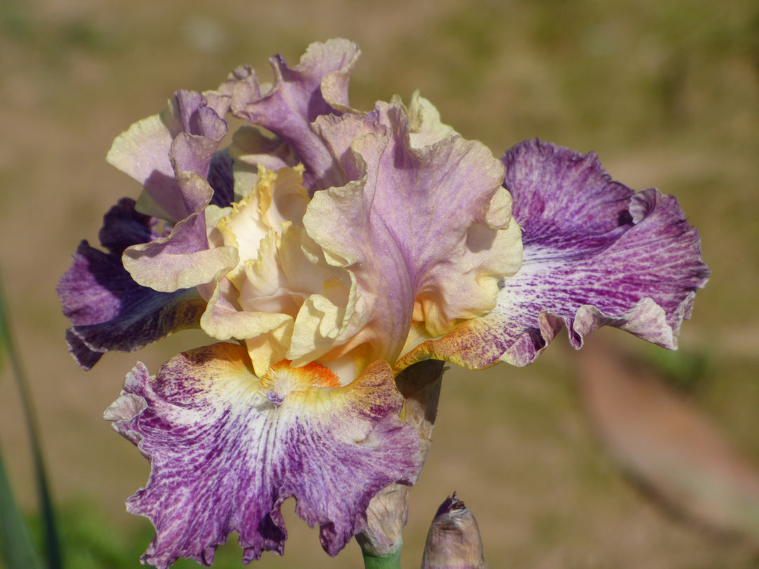 Luminager – Schreiner's Gardens