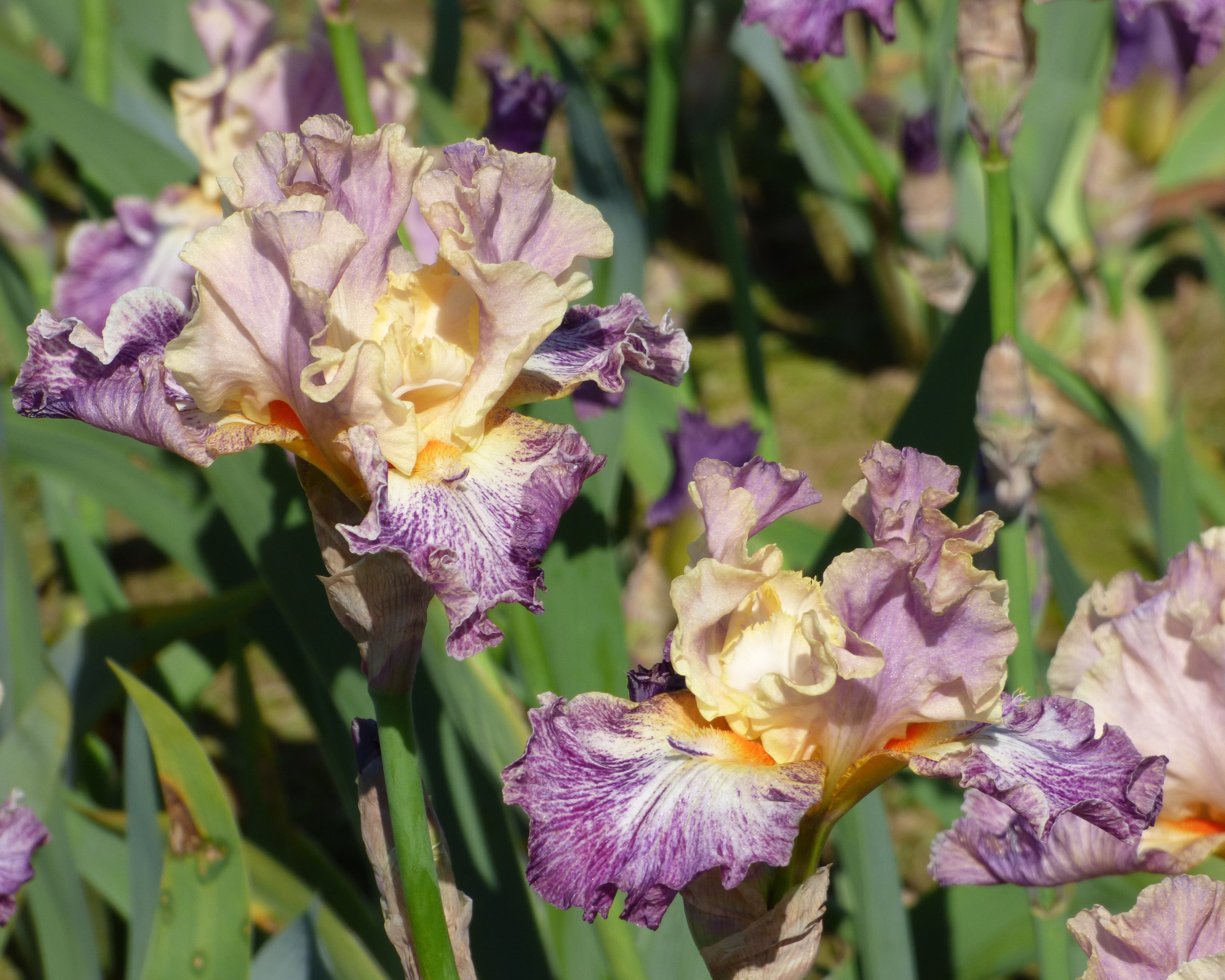 Luminager – Schreiner's Gardens