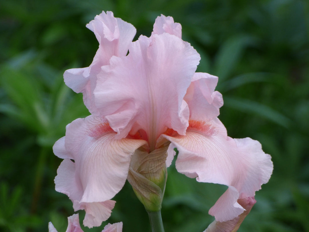 Magical Encounter | Tall Bearded Iris – Schreiner's Gardens