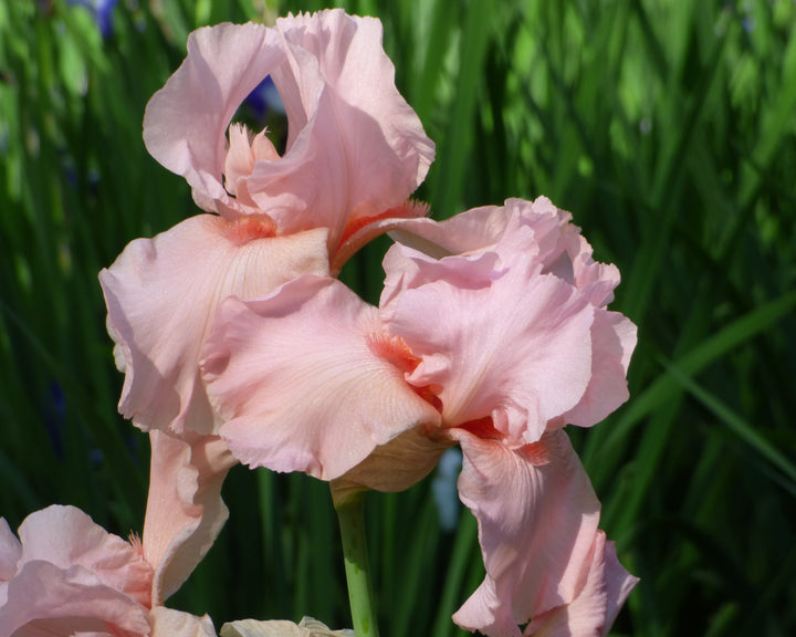 Magical Encounter | Tall Bearded Iris – Schreiner's Gardens
