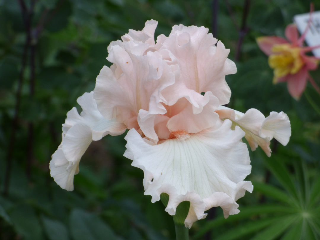 Magical | Tall Bearded Iris – Schreiner's Gardens
