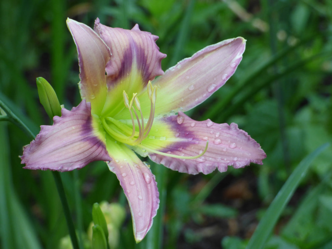 Merna Karen – Schreiner's Gardens